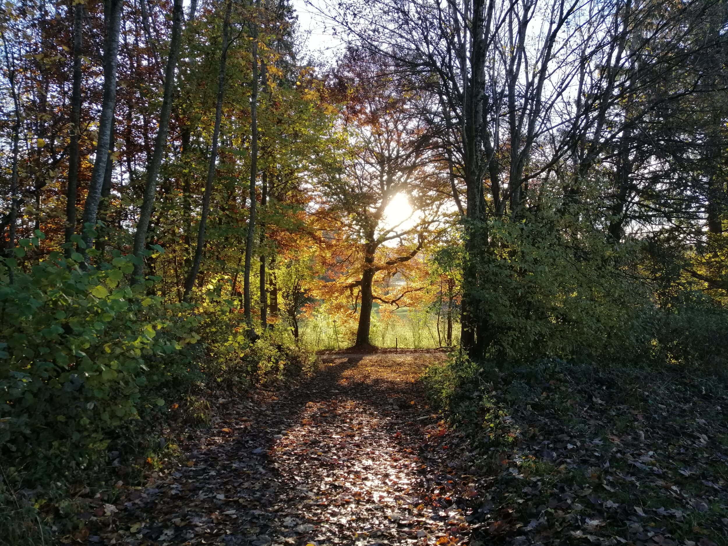 Persönlichkeitsentwicklung-Psychologie-Muenchen-Augsburg, ganzheitliches Heilen, Meditieren lernen, Bewusstseinserweiterung, Lindau, Kaufbeuren